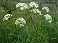 Upright Hedge Parsley